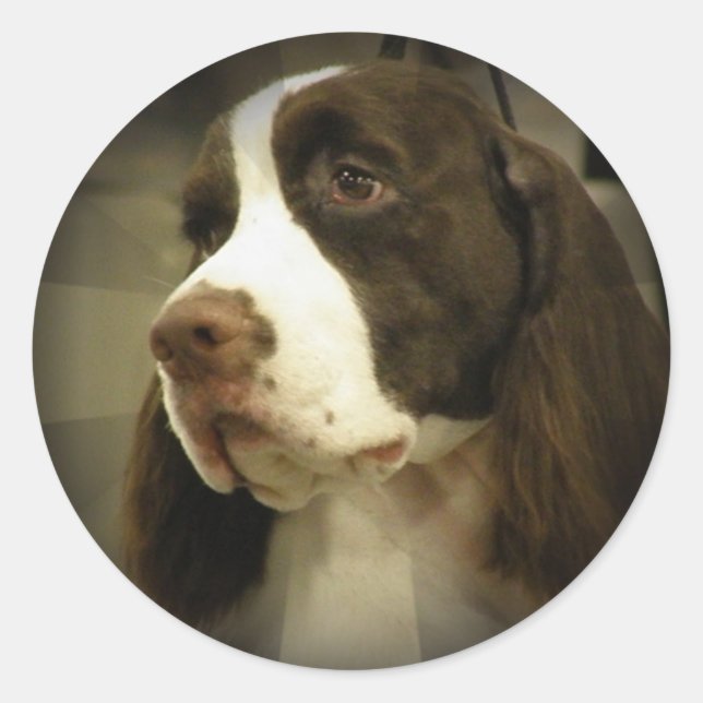 Springer Spaniel Sticker (Vorderseite)
