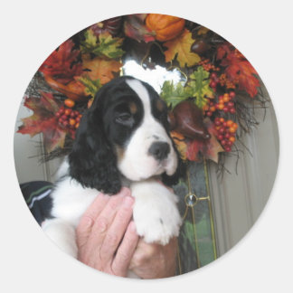 Springer Spaniel Stickers