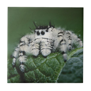 Springspinne der Metaphid Fliese