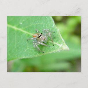 Springspinne (Mavea inclemens) Postkarte