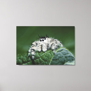 Springspinne Metaphid Leinwanddruck