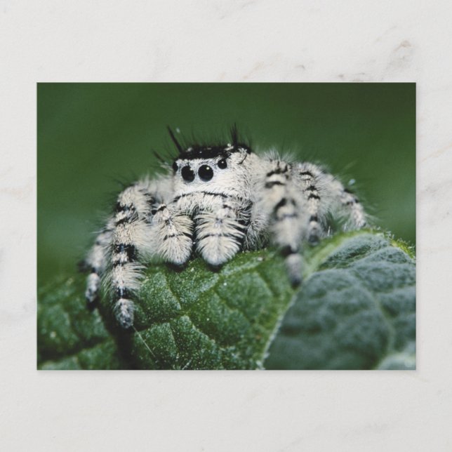 Springspinne Metaphid Postkarte (Vorderseite)