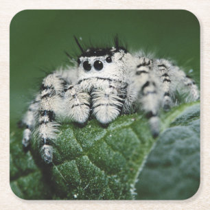 Springspinne Metaphid Rechteckiger Pappuntersetzer