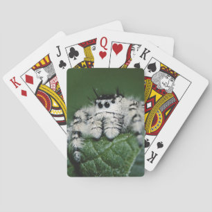 Springspinne Metaphid Spielkarten