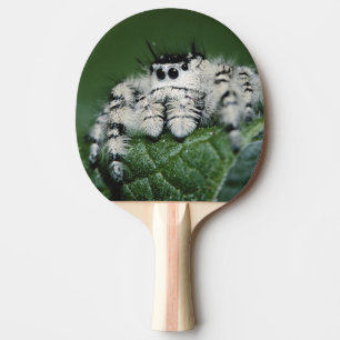 Springspinne Metaphid Tischtennis Schläger