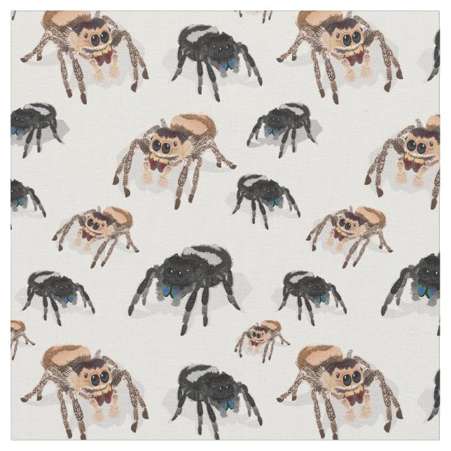 Springspinne Phiddipus Regius White Stoff (Nahaufnahme)