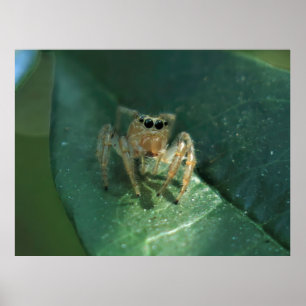 Springspinne Poster