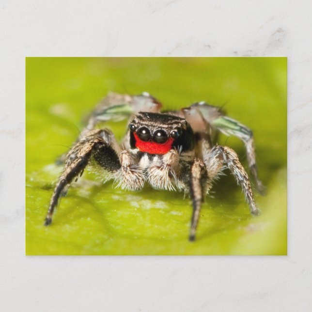 Springspinne Postkarte (Vorderseite)