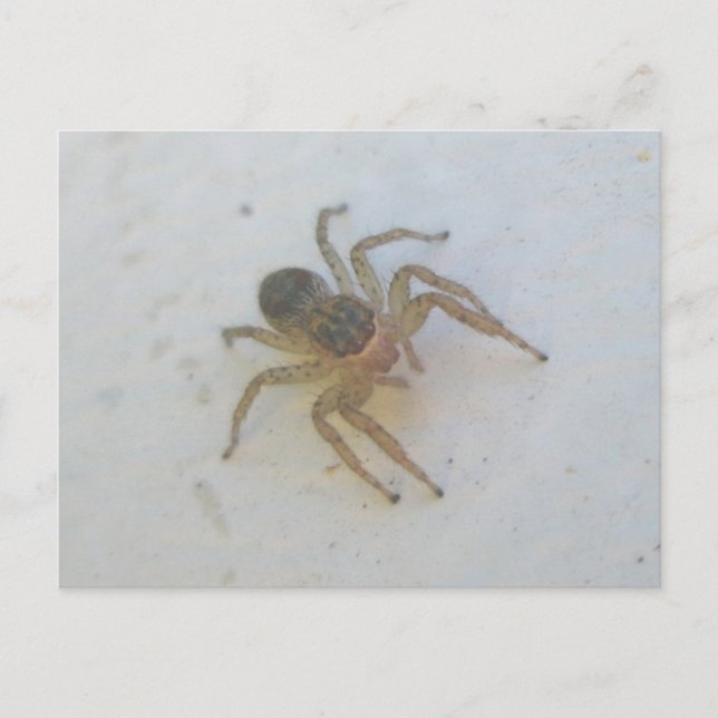 Springspinne Postkarte (Vorderseite)