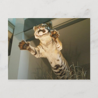 Springtiger Tiger - schauen Sie sich seine Pfoten Postkarte