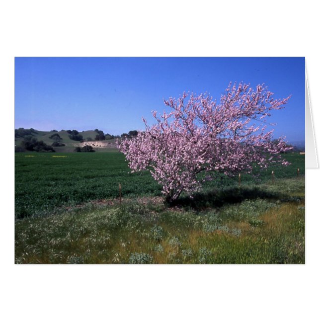 "Springtime" (Vorderseite (Horizontal))