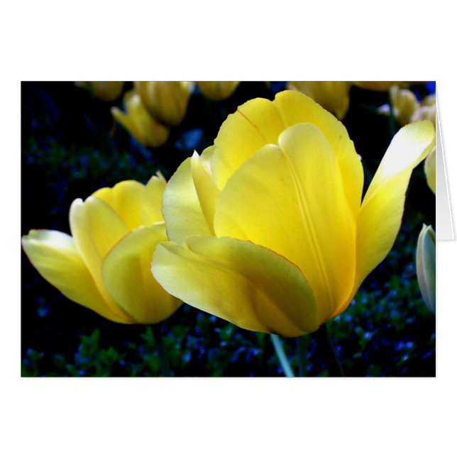 Springtime (Vorderseite (Horizontal))