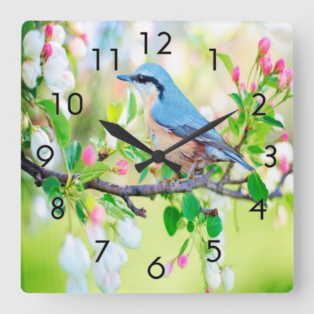 Springtime Blue Jay Quadratische Wanduhr (Vorderseite)
