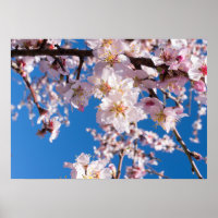 Springtime blüht