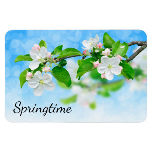 Springtime (Blume von Apfeln) Magnet