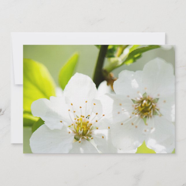 Springtime-Blüte (Vorderseite)