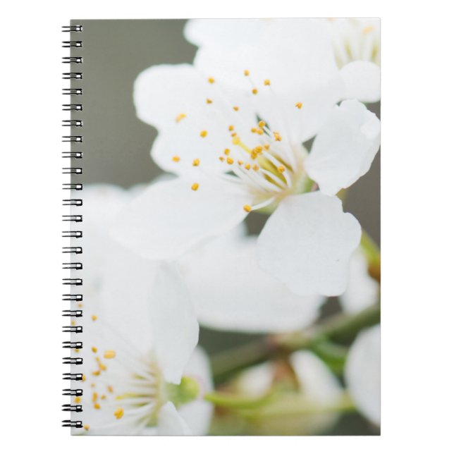 Springtime-Blüte Notizblock (Vorderseite)