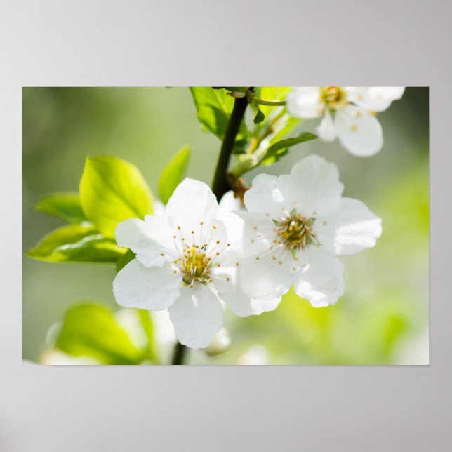 Springtime-Blüte Poster (Vorne)