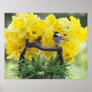 Springtime-Chickadeposter Poster