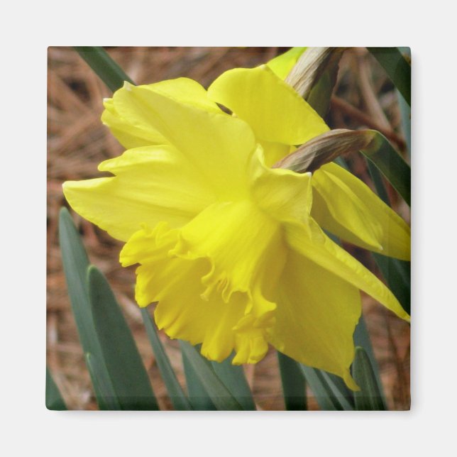 Springtime daffodialer Magnet (Vorne)