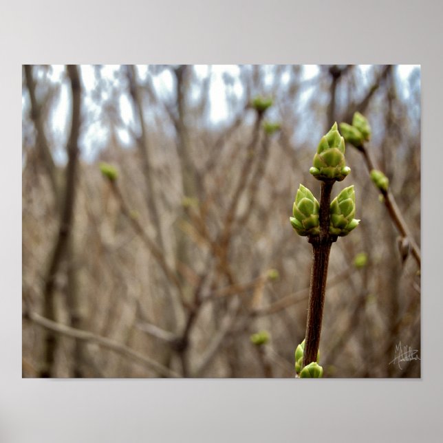 Springtime [Drucken] Poster (Vorne)