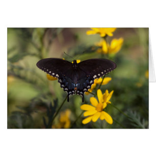 Springtime Frack Butterfly