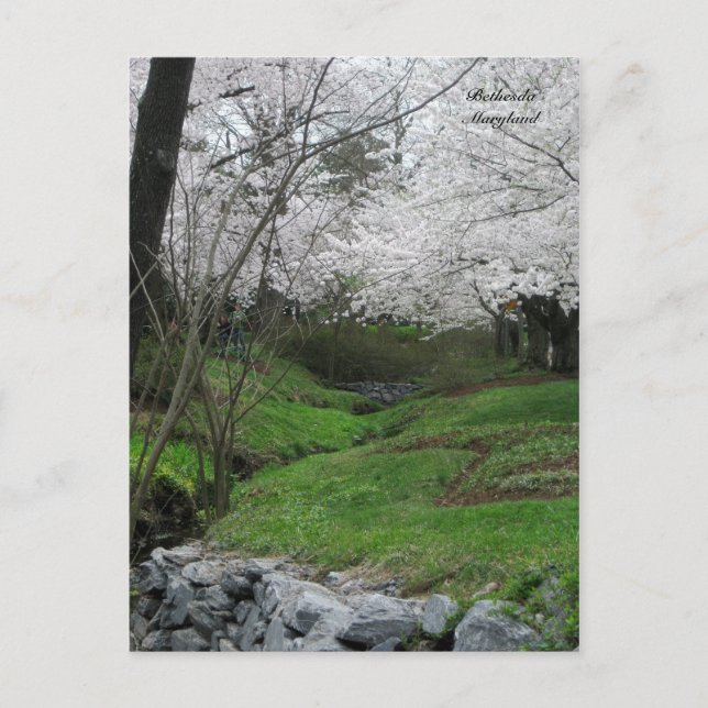 Springtime in Bethesda, Maryland Postkarte (Vorderseite)