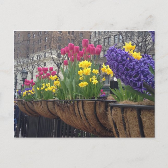 Springtime in Greeley Square NYC Blume New York Postkarte (Vorderseite)