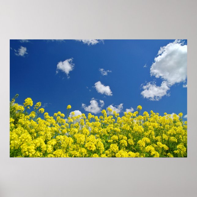 Springtime Meadow Poster (Vorne)