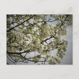 Springtime Postkarte