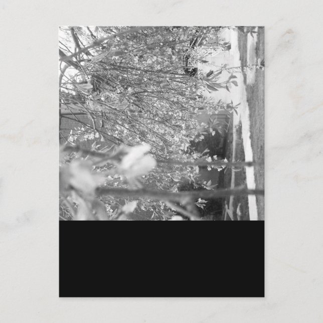 Springtime Postkarte (Vorderseite)