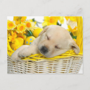 Springtime snooze postkarte