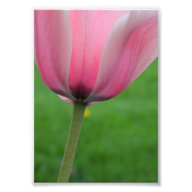 Springtime Tulip Fotodruck (Vorne)