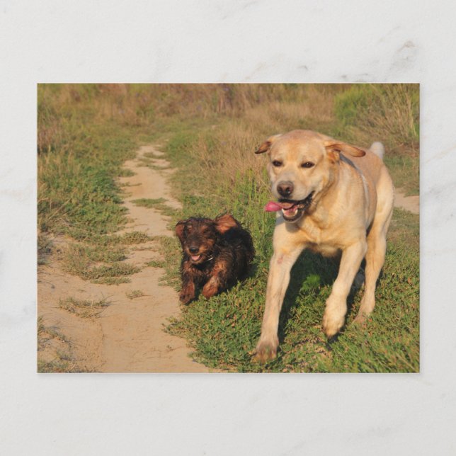 Sprint Fun Labrador und Dachhund Postcard Postkarte (Vorderseite)