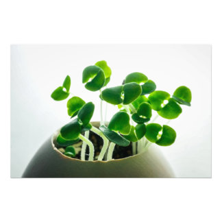 Sprouting Fotodruck