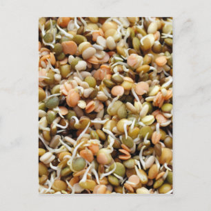 Sprouting Lentils Mix Postkarte
