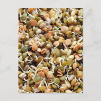 Sprouting Lentils Mix Postkarte