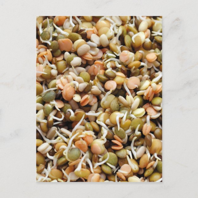 Sprouting Lentils Mix Postkarte (Vorderseite)