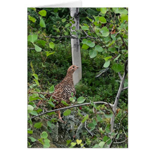 Spruce Grouse 2 - 5 Zoll x 7" Kunstkarte