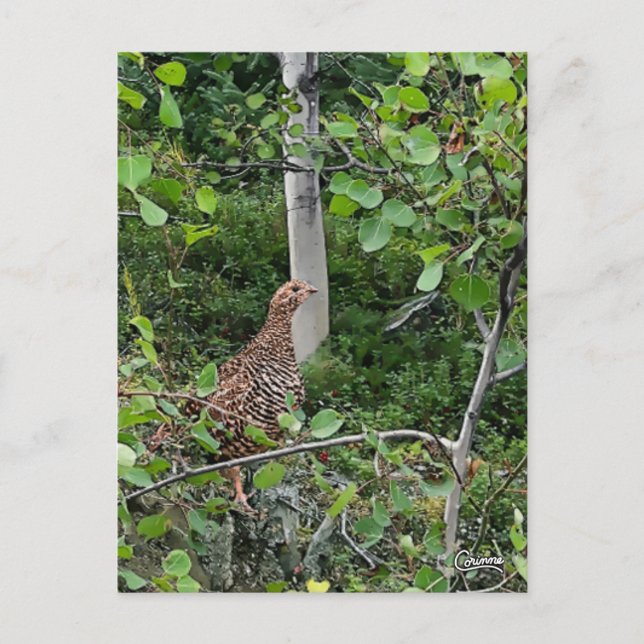 Spruce Grouse - Postkarte (Vorderseite)