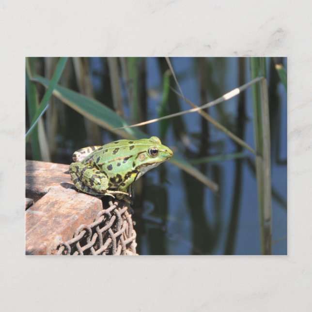 Sprung - grüner Frosch am See Postkarte (Vorderseite)