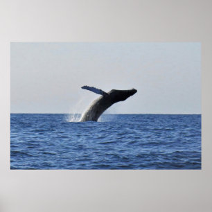 Sprung Humpback Poster