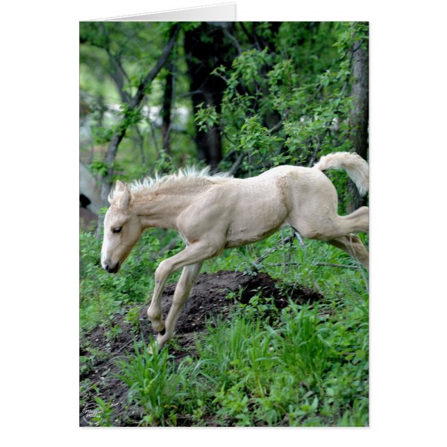 SprungColt (Vorne)