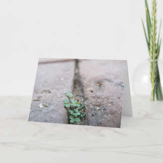 Sprungs-Efeu durch Richard Dodd Karte