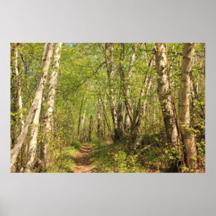 Spur durch Birken Poster