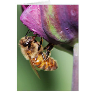 Spürende dumme kleine Biene