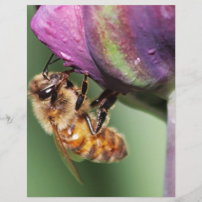 Spürende kleine Biene (Vorderseite)