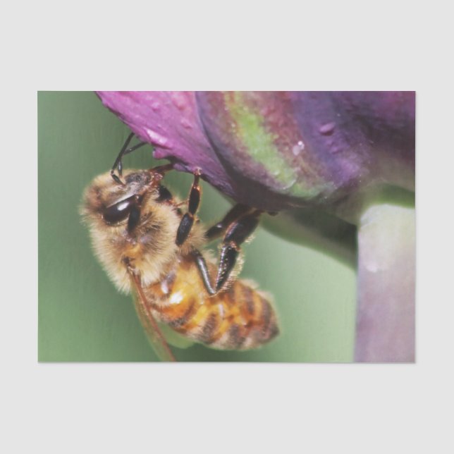 Spürende kleine Biene Seidenpapier (Vorderseite)