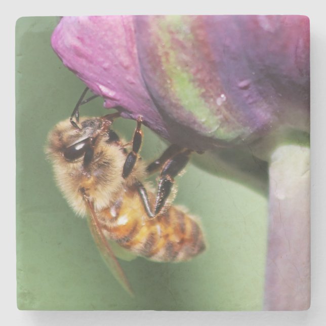 Spürende kleine Biene Steinuntersetzer (Vorderseite)
