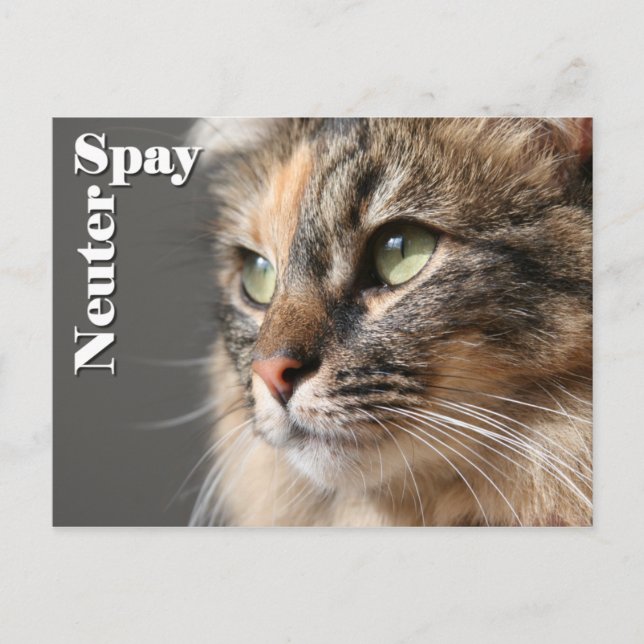 Spy/Neuter Postkarte (Vorderseite)